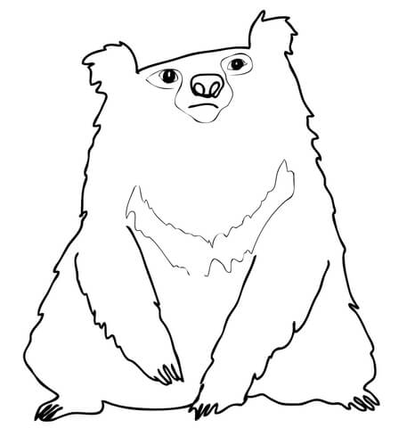 Indian Sloth Bear Coloring Page